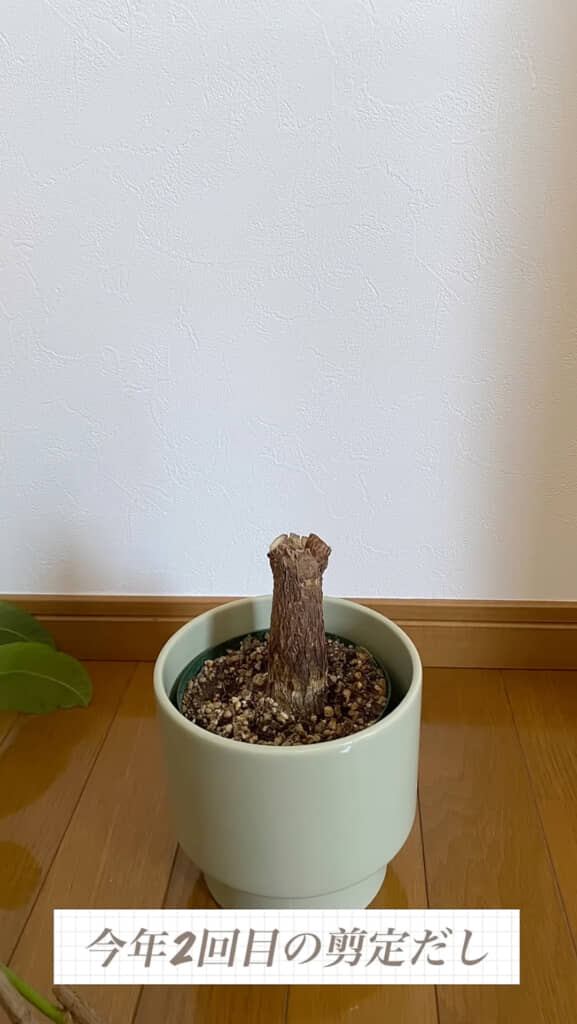 あらためて枝を剪定