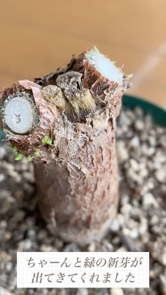 緑の新芽が出てきた！