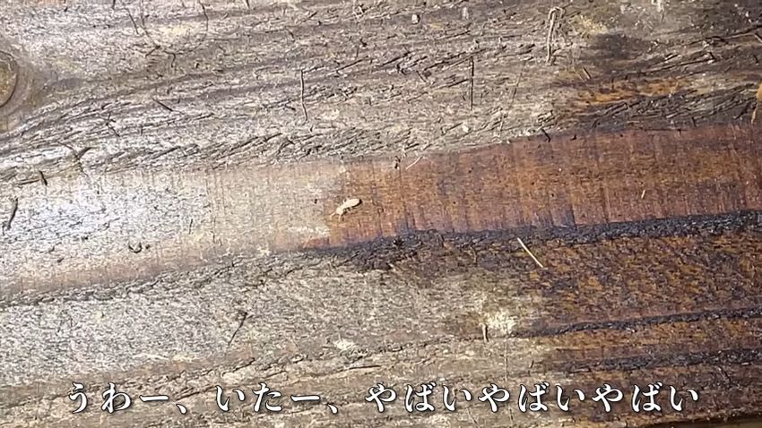 シロアリの出現に焦る投稿者