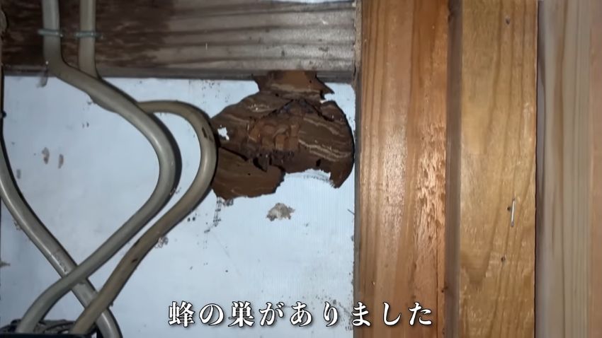 壁の中にあったハチの巣