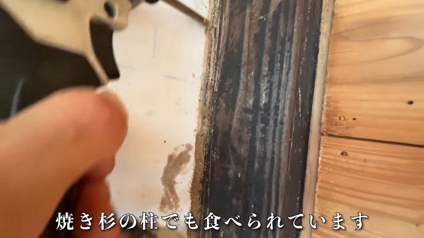 食べられていた杉の柱