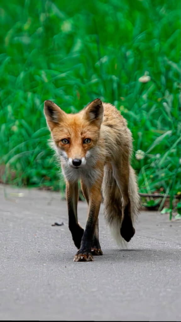 アラタくん撮影の歩くキタキツネ