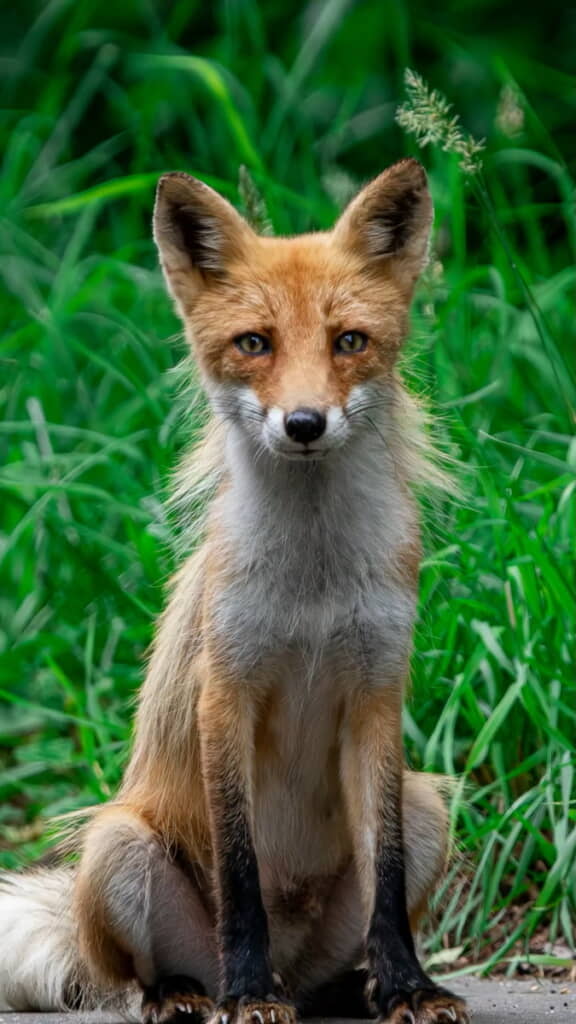 アラタくん撮影の座るキタキツネ