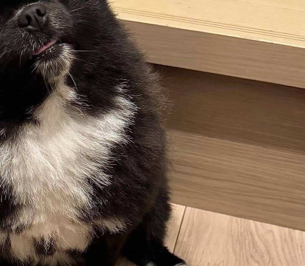 「信楽焼のたぬき」と言われたくつしたちゃん