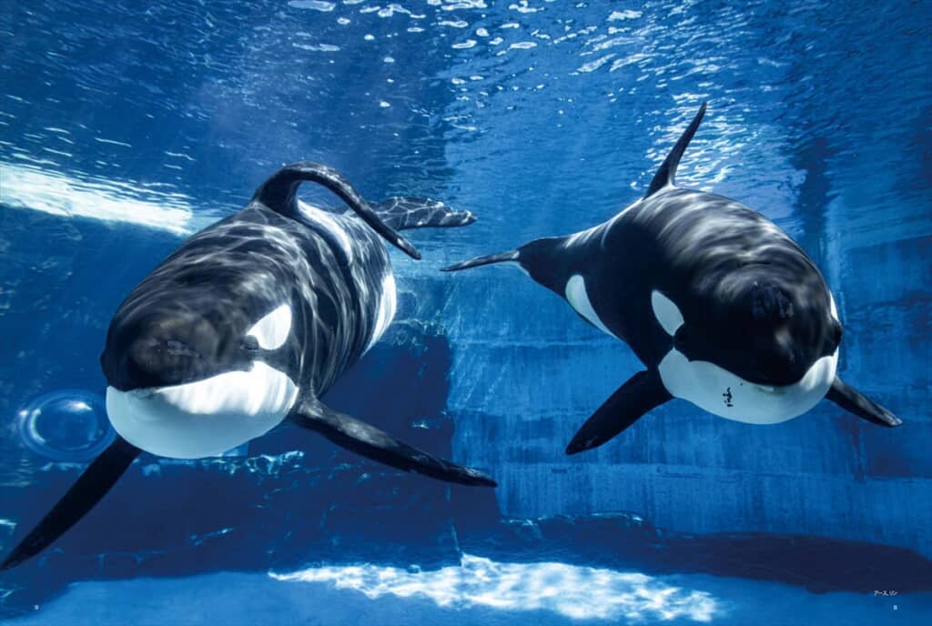 　［巻頭グラビア］シャチに夢中　かぶつさん