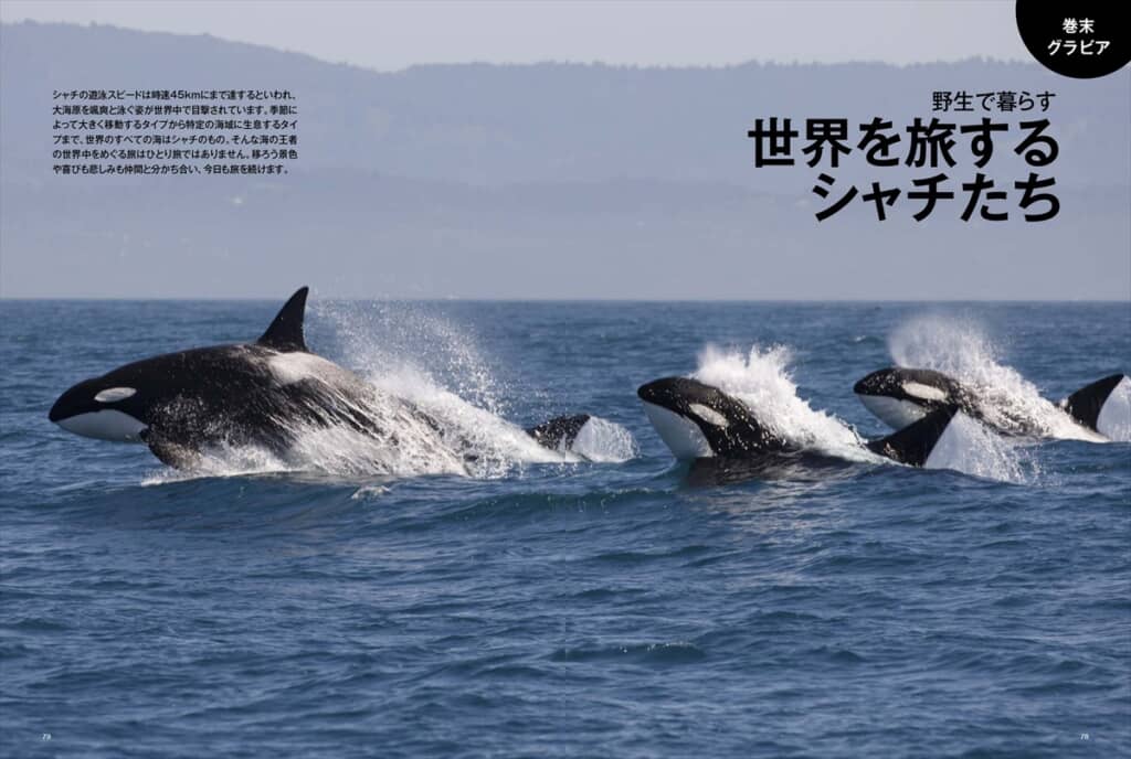 ［巻末グラビア］野生で暮らす世界を旅するシャチたち