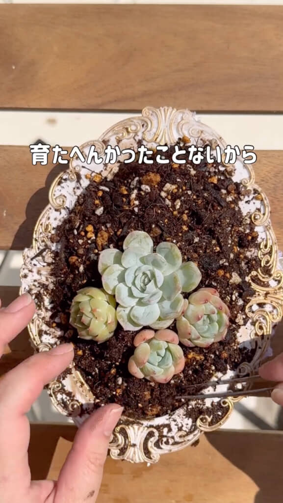 多肉植物を植える