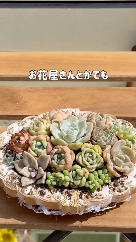 寄せ植えが完成！