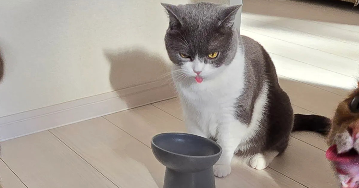 愛猫3匹をパシャリ→ばっちり撮れたと思いきや……「左の子w」　クセが強すぎる“まさかの1枚”に「これはこれでかわいい」（1/2） | 猫 ねとらぼ