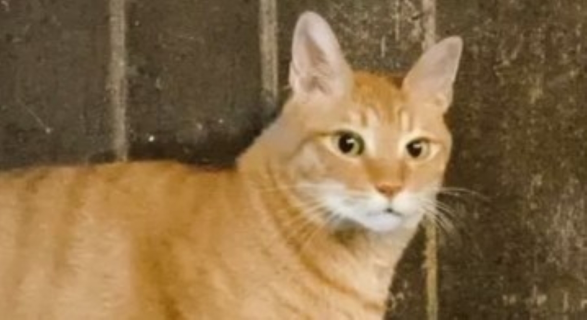 ネコさまの凛とした立ち姿→角度を変えて見ると……「バグる」　二度見しちゃう“トリックショット”が146万表示　「理解したけど理解できない」（1/2） | 猫 ねとらぼ