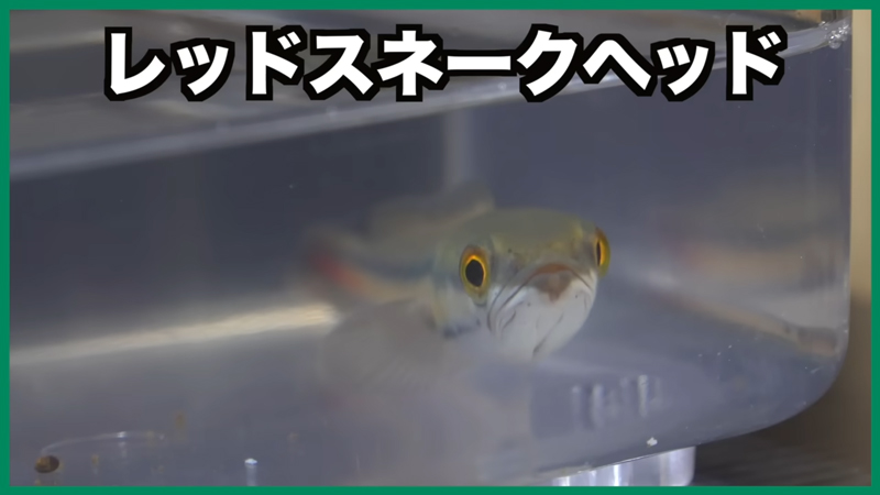 10カ月間前にお迎えした「レッドスネークヘッド」