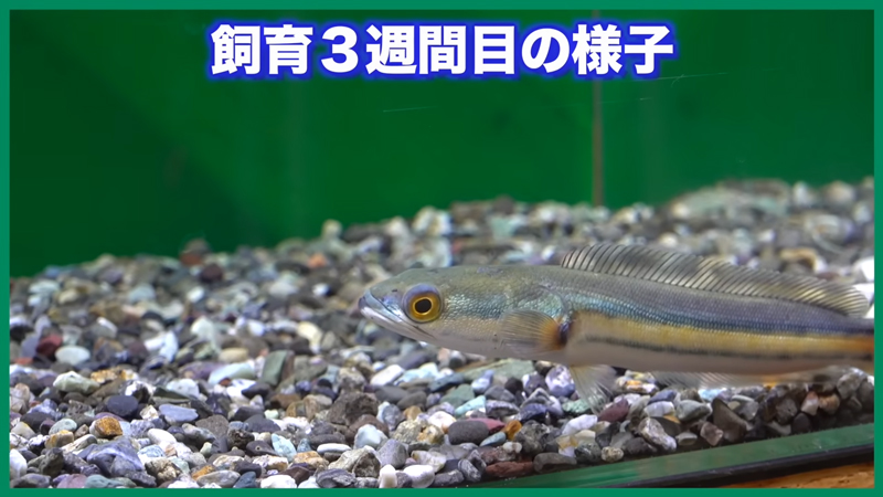 飼育3週間目の様子、ここからどれだけ大きくなったのでしょうか