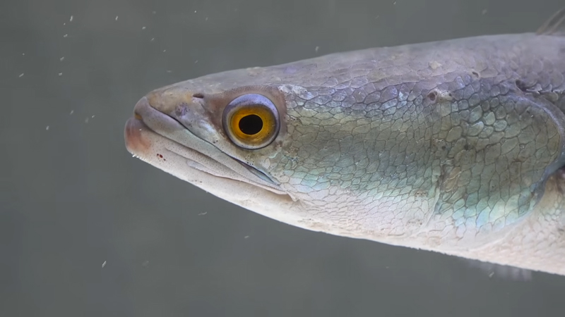 在のレッドスネークヘッド、精悍な顔つきです