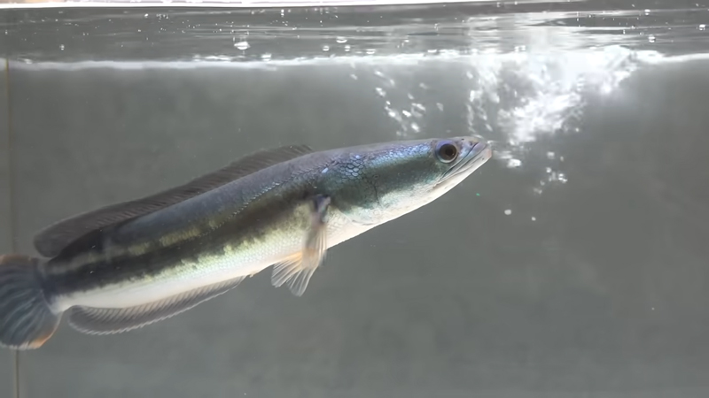 体色が変化しました