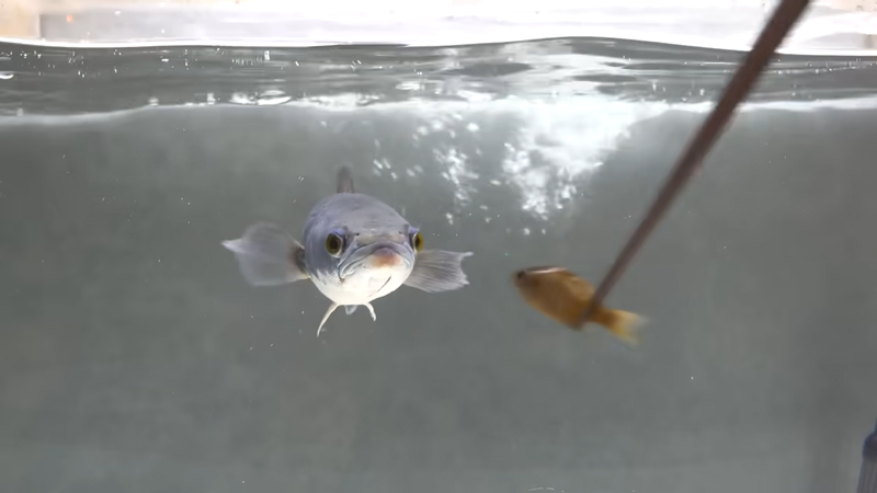 エサを見つめる姿はかわいいけれど