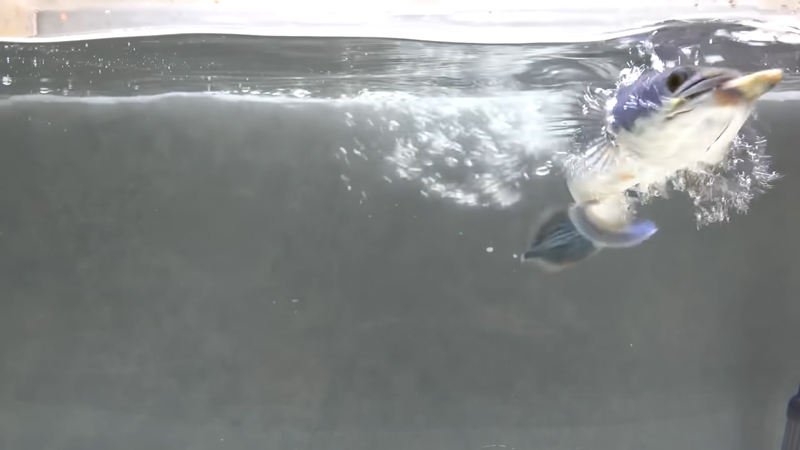 
食べる姿は大迫力！