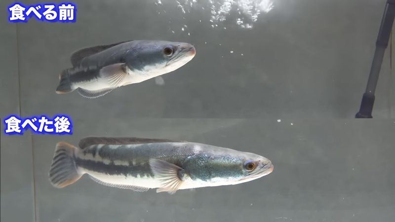 エサを食べる前後で体色が変わっています