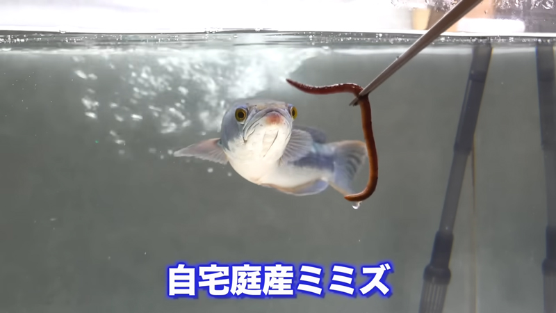 自宅の庭で採れたミミズをぺろり