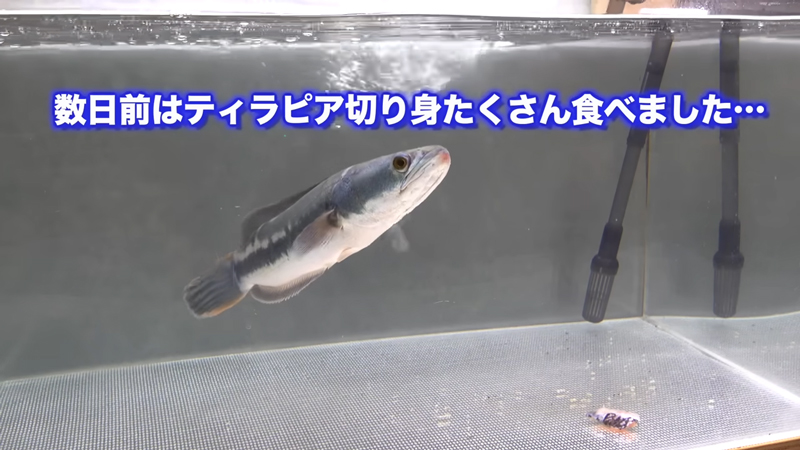 ミミズがおいしすぎたのか、他のエサは食べませんでした