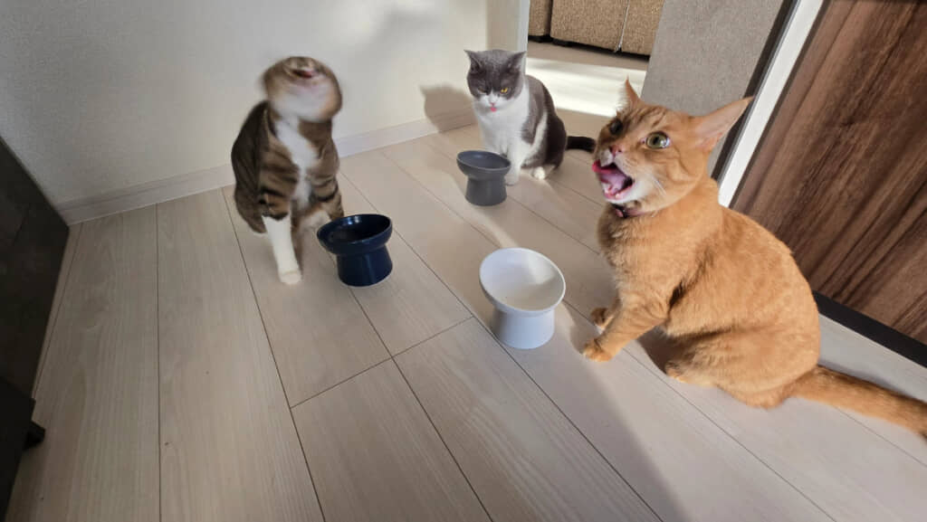 愛猫3匹の集合写真がすごいことに……！