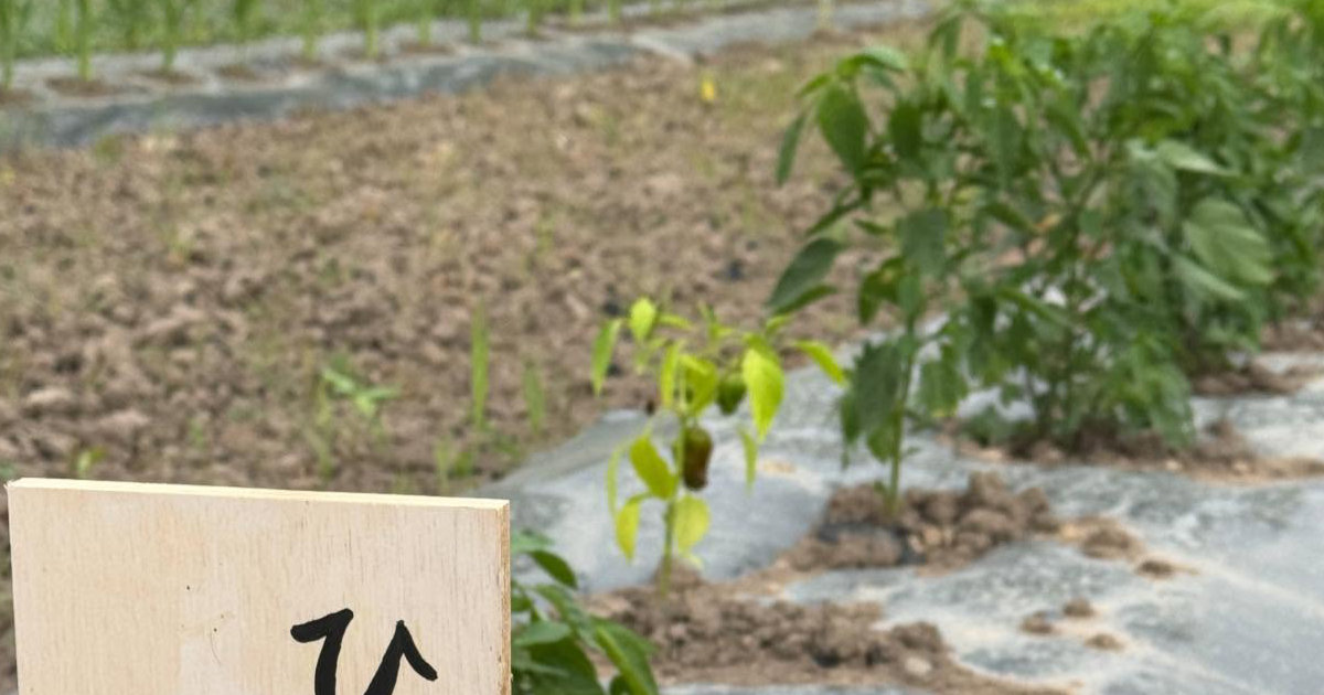 0歳息子のため、ママがひいおばあちゃんの畑に植えたのは……　近所で話題になった“看板”に「なんて素敵なんでしょう」（1/2） | 育児 ねとらぼ