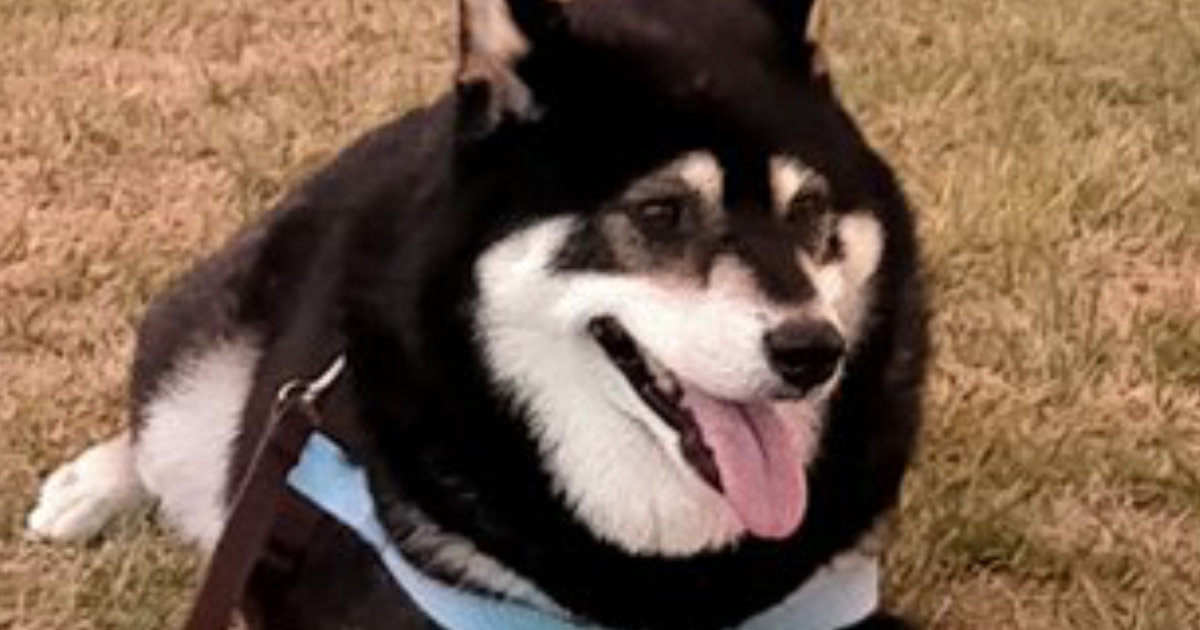 スーパーへと向かう途中、急に動かなくなった柴犬→閉店迫る中、10分後……訪れた“まさかの展開”に「マジか」「かわいいww」（1/2） | 犬 ねとらぼ