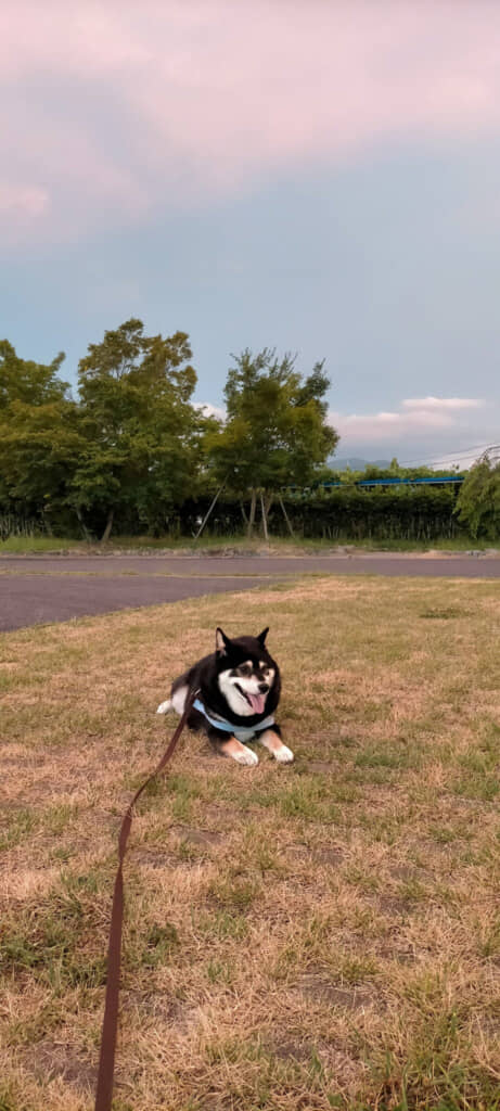 19時15分投稿の写真。どうやら動きたくない“拒否モード”に入ってしまった様子