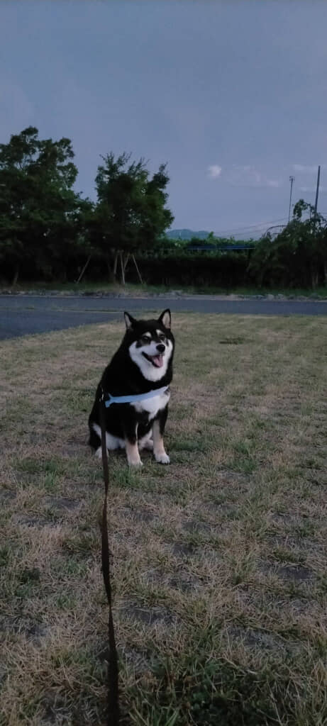 19時26分の光景がこちら。変わる空の色と、変わらないまめたろうくんの位置