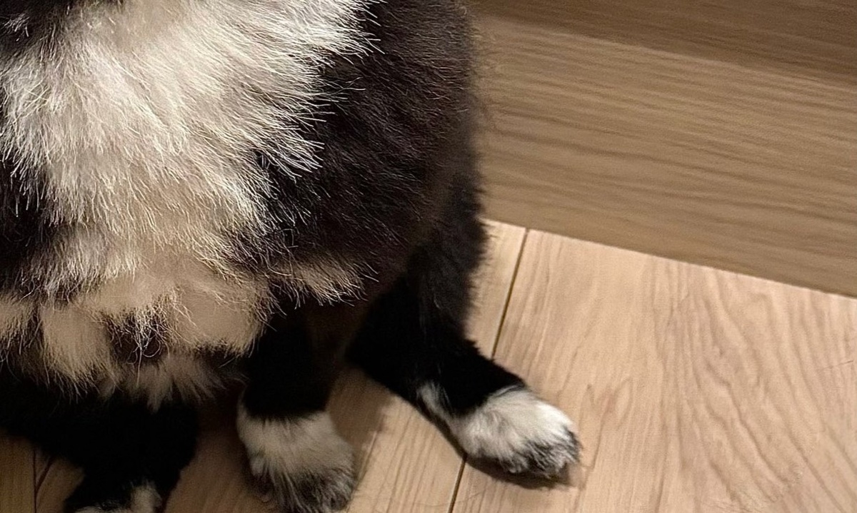 玄関にいたら“信楽焼のたぬき”と言われた愛犬→見比べてみたら……　納得の姿に「画像検索で出てきそうなくらい一致」「3度見してしまった」（1/3） | 犬 ねとらぼ