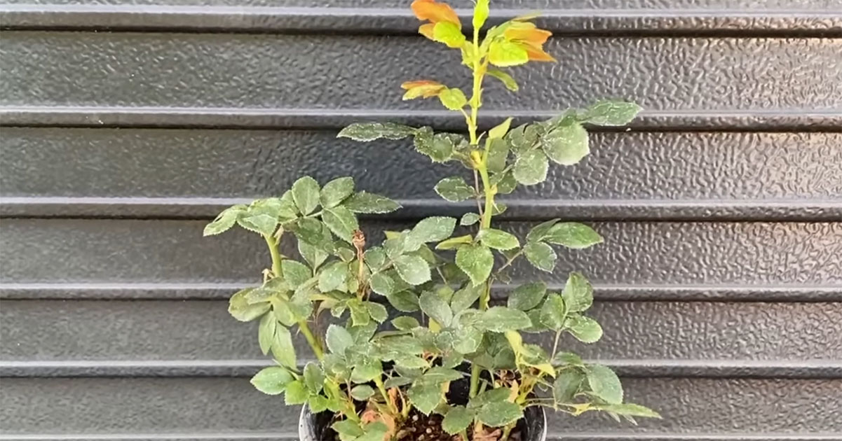 変色して売れ残っていたミニバラ→愛情を注いで育てたら……　1年後、信じられない姿に「大違い！」「感動しました」（1/3） | その他生き物 ねとらぼ