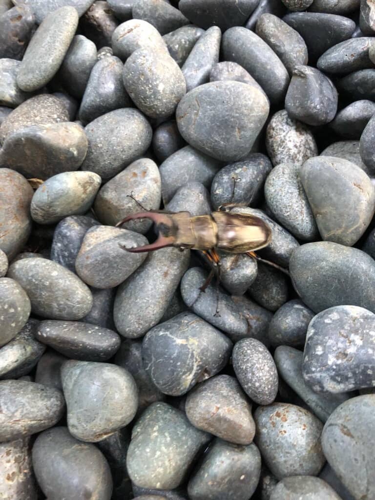 神社で出会った黄金のクワガタ