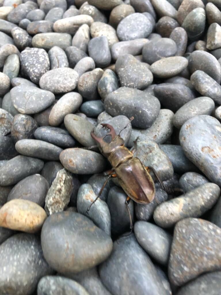 実は羽化したてのミヤマクワガタでした