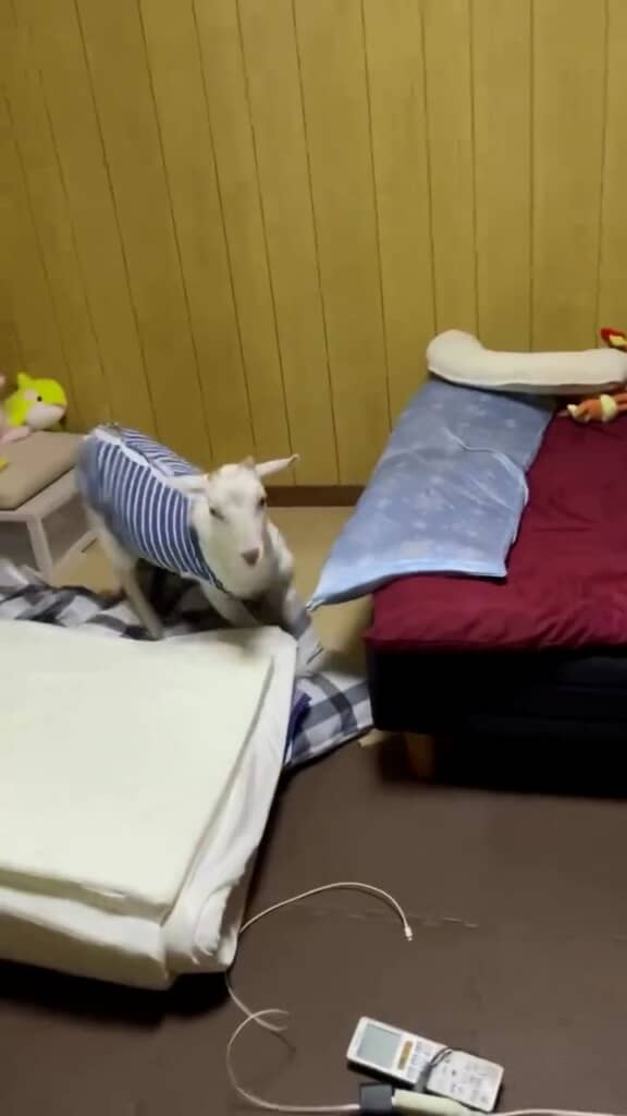 家族の一員のちむちゃん