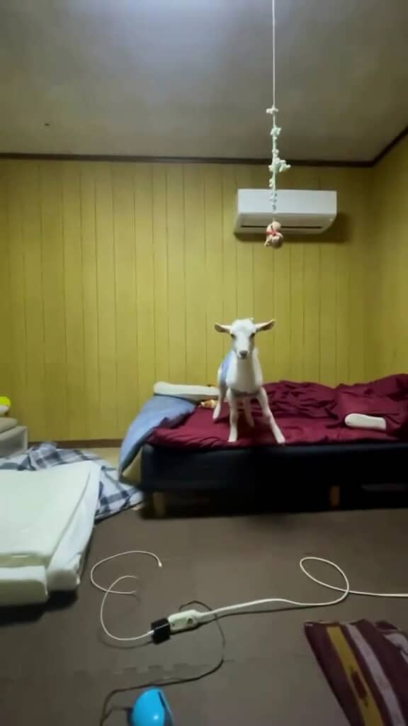 ママが帰って来た！