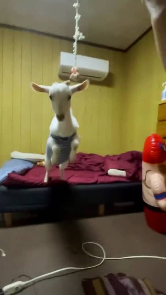 ヤギらしいジャンプ