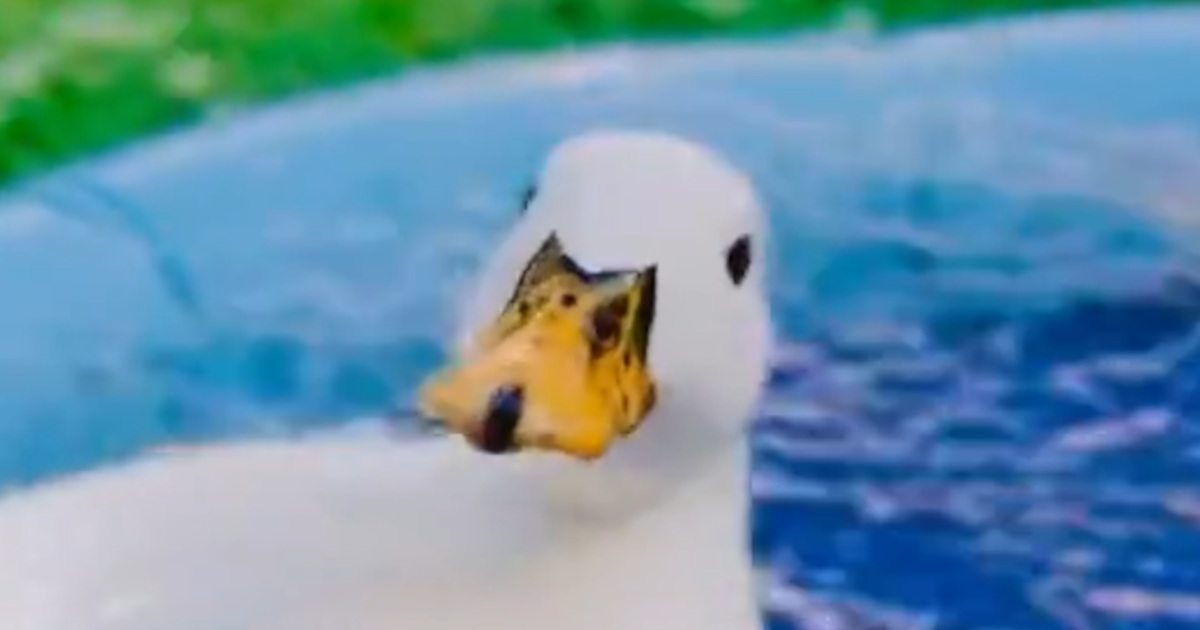 プールで水浴び中のアヒル、飼い主がちょっと目を離すと……　244万表示の“笑うしかない光景”に「あ～れ～」「アホすぎてかわいい」（1/3） | 動物 ねとらぼ