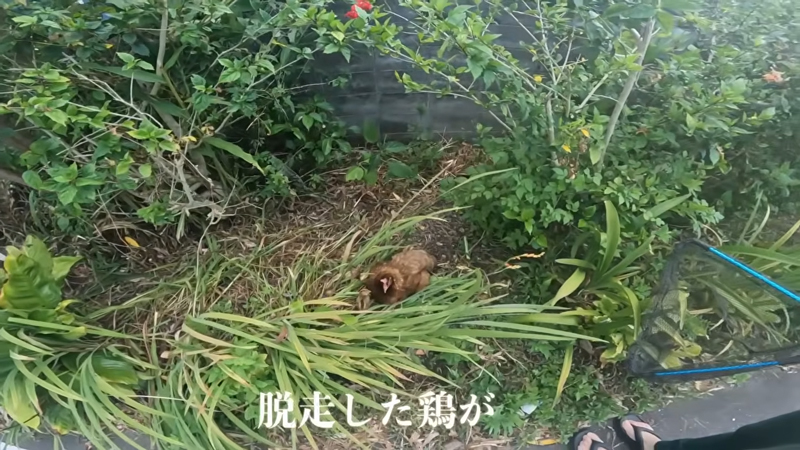 1カ月前に脱走したメスのニワトリの姿が