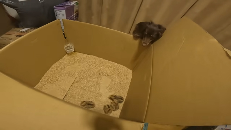 ワンコもヒヨコに興味津々な様子