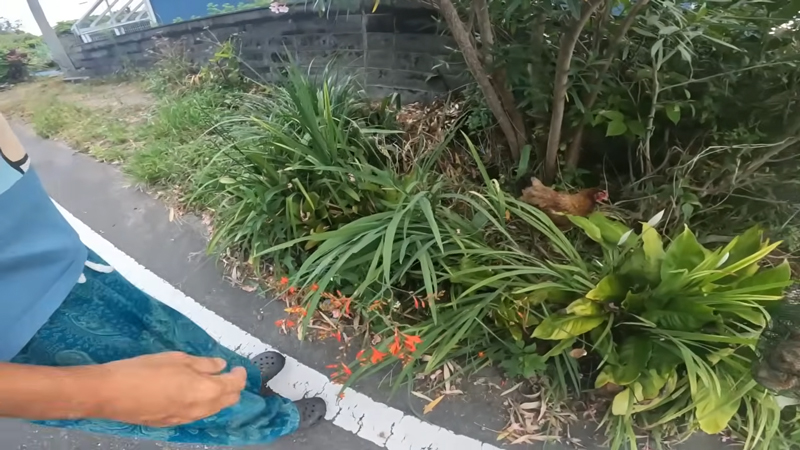 4羽のヒヨコとともに捕獲します