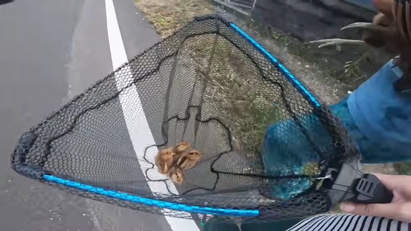 ヒヨコも無事に捕獲できました！