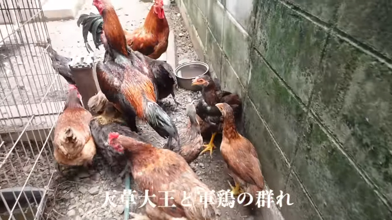 天草大王とシャモの群れ、すごい数です