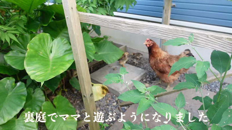 裏庭ではシャモの親子が遊んでいました