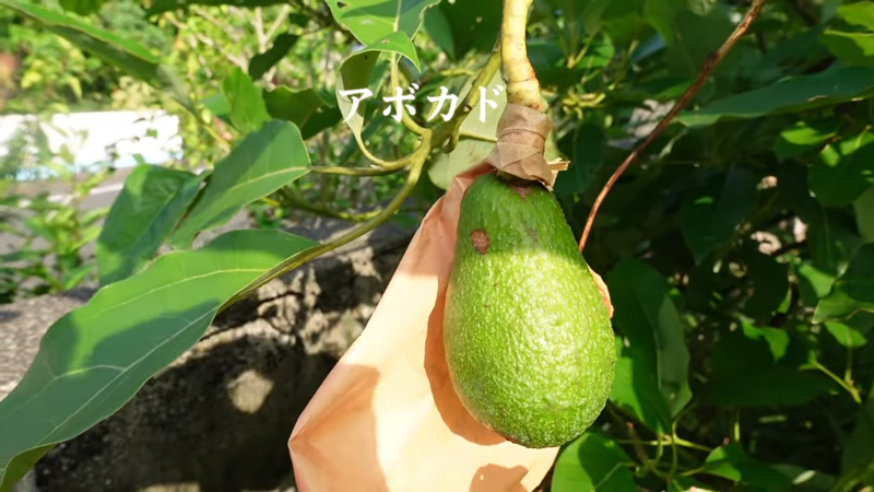 自宅の裏庭には多種多様なフルーツが