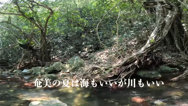 奄美の自然には、本能を呼び覚ます力があるのかもしれません