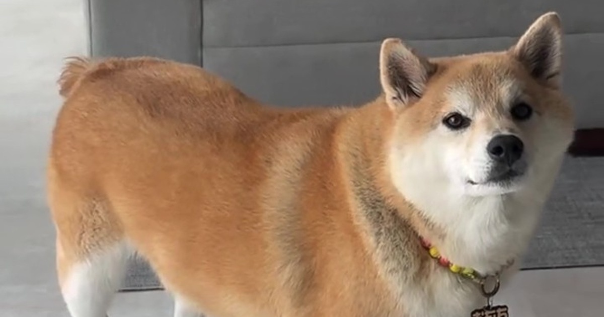 実家の柴犬が遊びにきた日、柴犬×2で出掛けると……「絶対話し合ったやろw」　“ウソみたい”なワンコ3匹の光景に「めちゃくちゃ笑いました」（1/3） | 犬 ねとらぼ