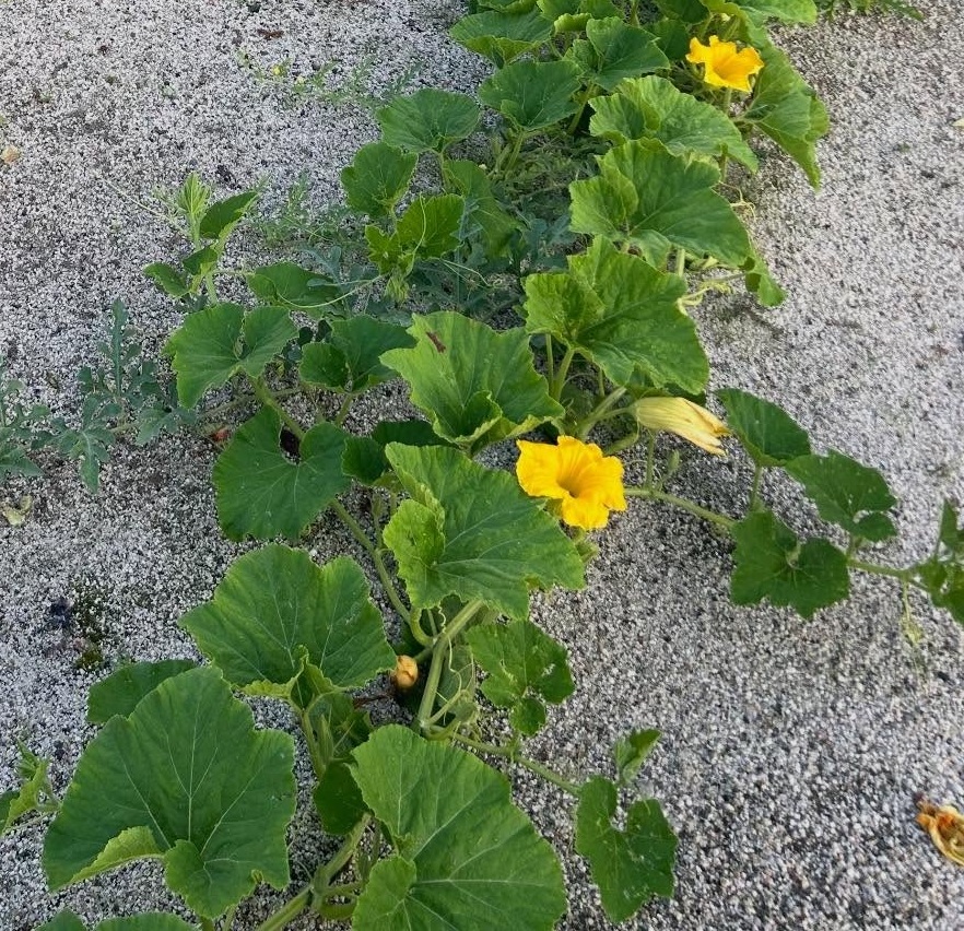 畑で咲いているスイカの花