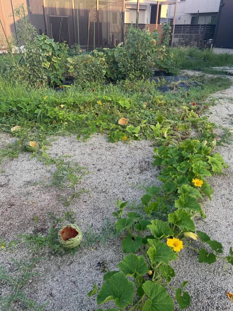 赤い果肉がむき出しとなったスイカが転がっている畑