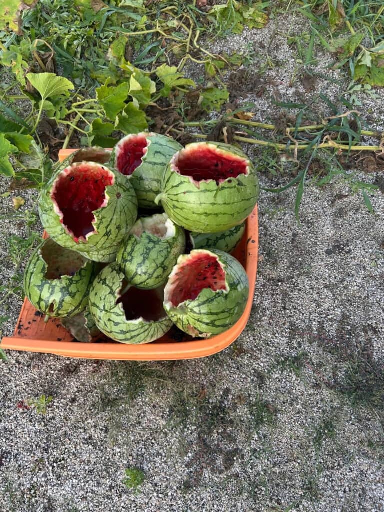 中身を食べ尽くされたスイカの山