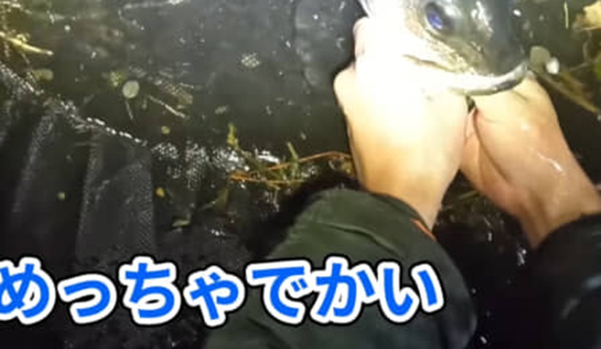 高級観賞魚の目撃情報が寄せられた埼玉の用水路に行くと……「なぜここにこんな巨大なやつが」　まさかの生き物に驚がく「でかいなぁ～」（1/3） | その他生き物 ねとらぼ