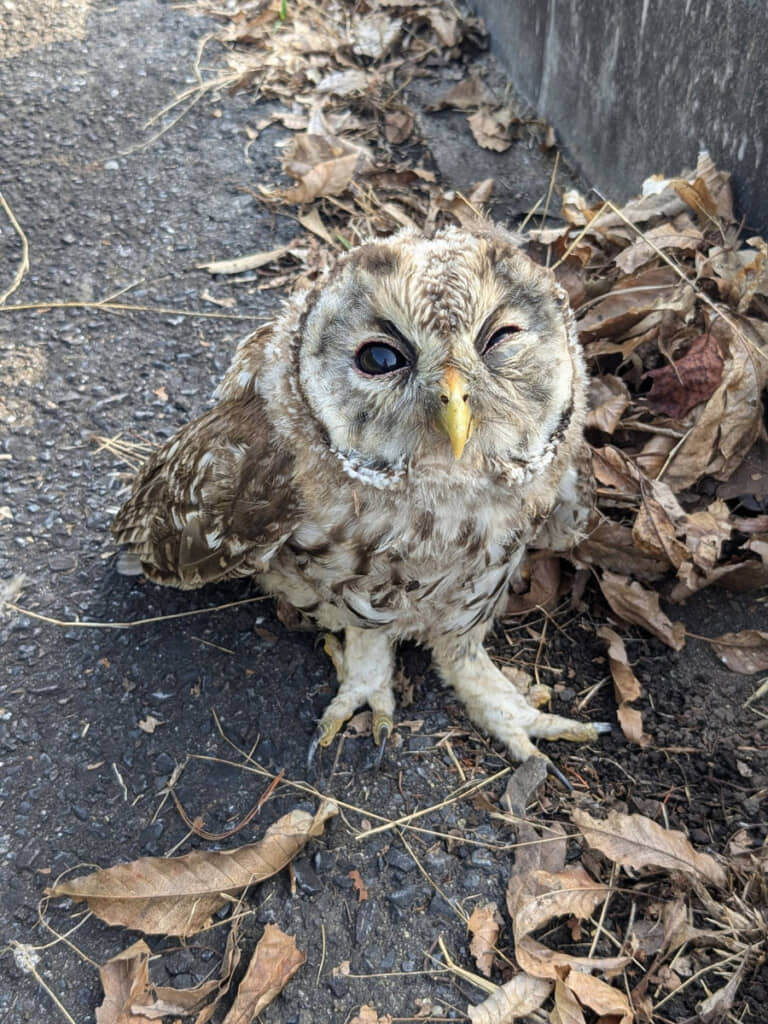 カラスに襲われていたフクロウ